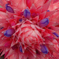 Close-up botanical photograph of layered pink bracts and violet-blue flowers in a vibrant square art print.