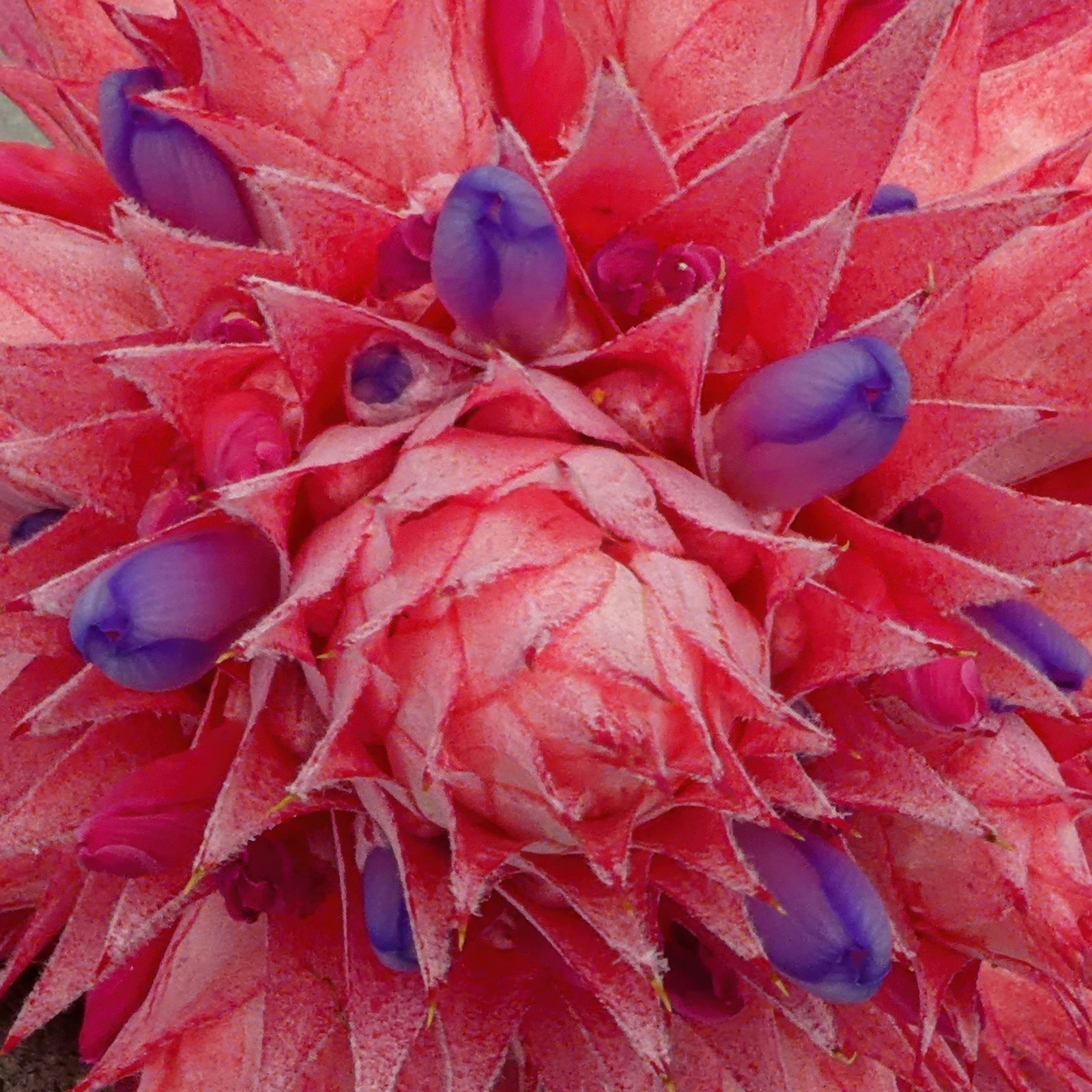 Close-up botanical photograph of layered pink bracts and violet-blue flowers in a vibrant square art print.