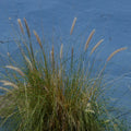 Tall green and golden grasses growing against a weathered blue wall in a square botanical photography art print.