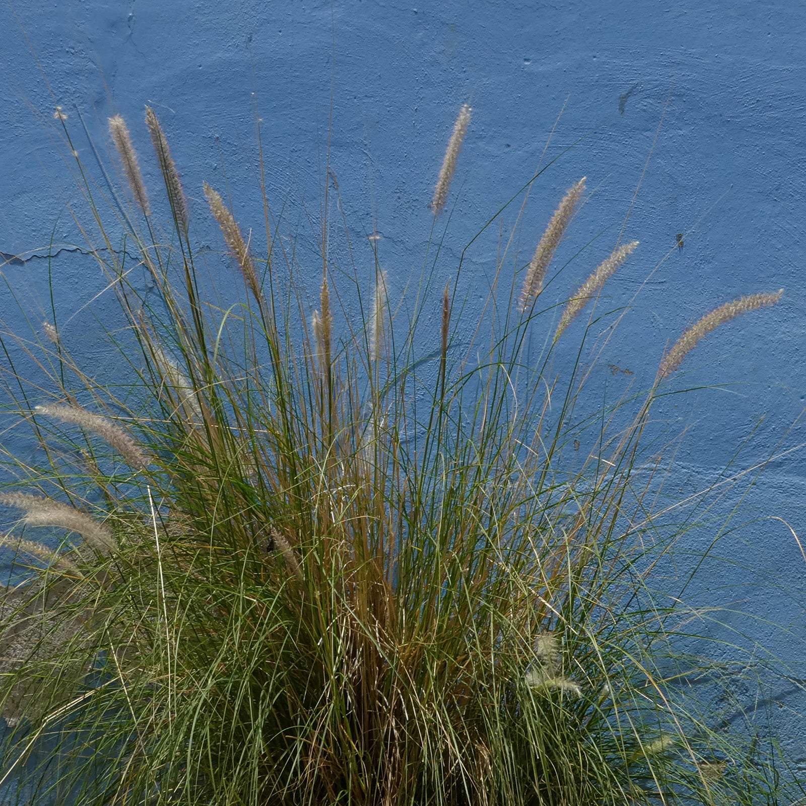 Tall green and golden grasses growing against a weathered blue wall in a square botanical photography art print.