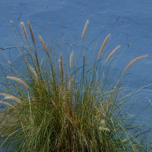 Tall green and golden grasses growing against a weathered blue wall in a square botanical photography art print.