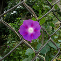 Purple morning glory flower open during the day and growing through a chain-link fence surrounded by green foliage.
