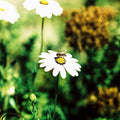 Golden Landing cross-processed film photograph of a bee resting on a white daisy surrounded by vivid green foliage and golden flowers.