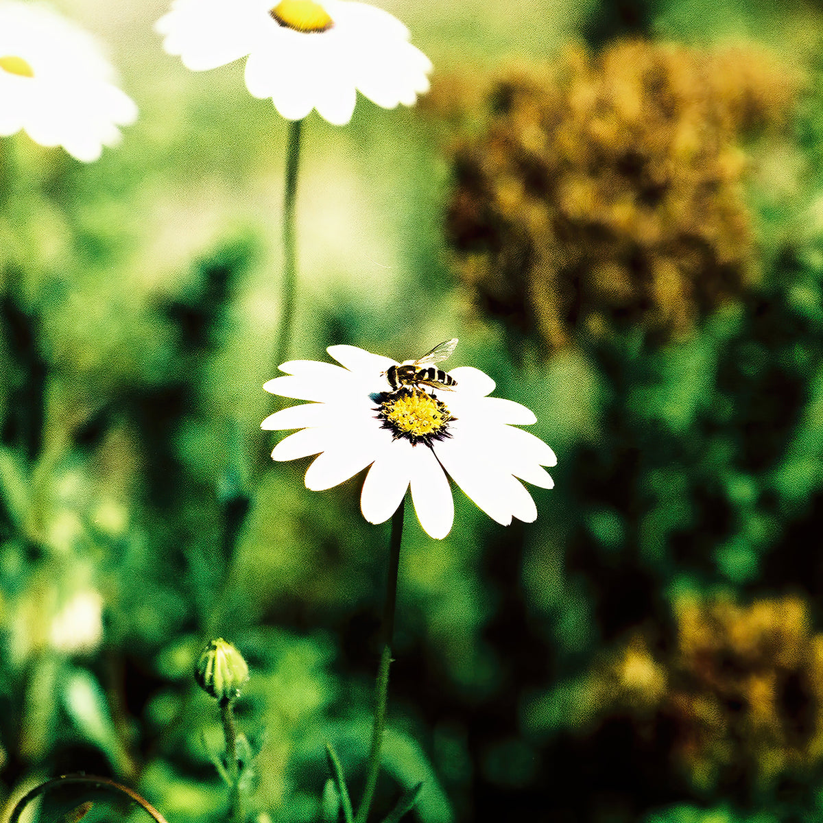 Golden Landing cross-processed film photograph of a bee resting on a white daisy surrounded by vivid green foliage and golden flowers.