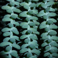 Close-up photograph of repeating blue-green succulent stems against deep shadows in a square botanical art print.