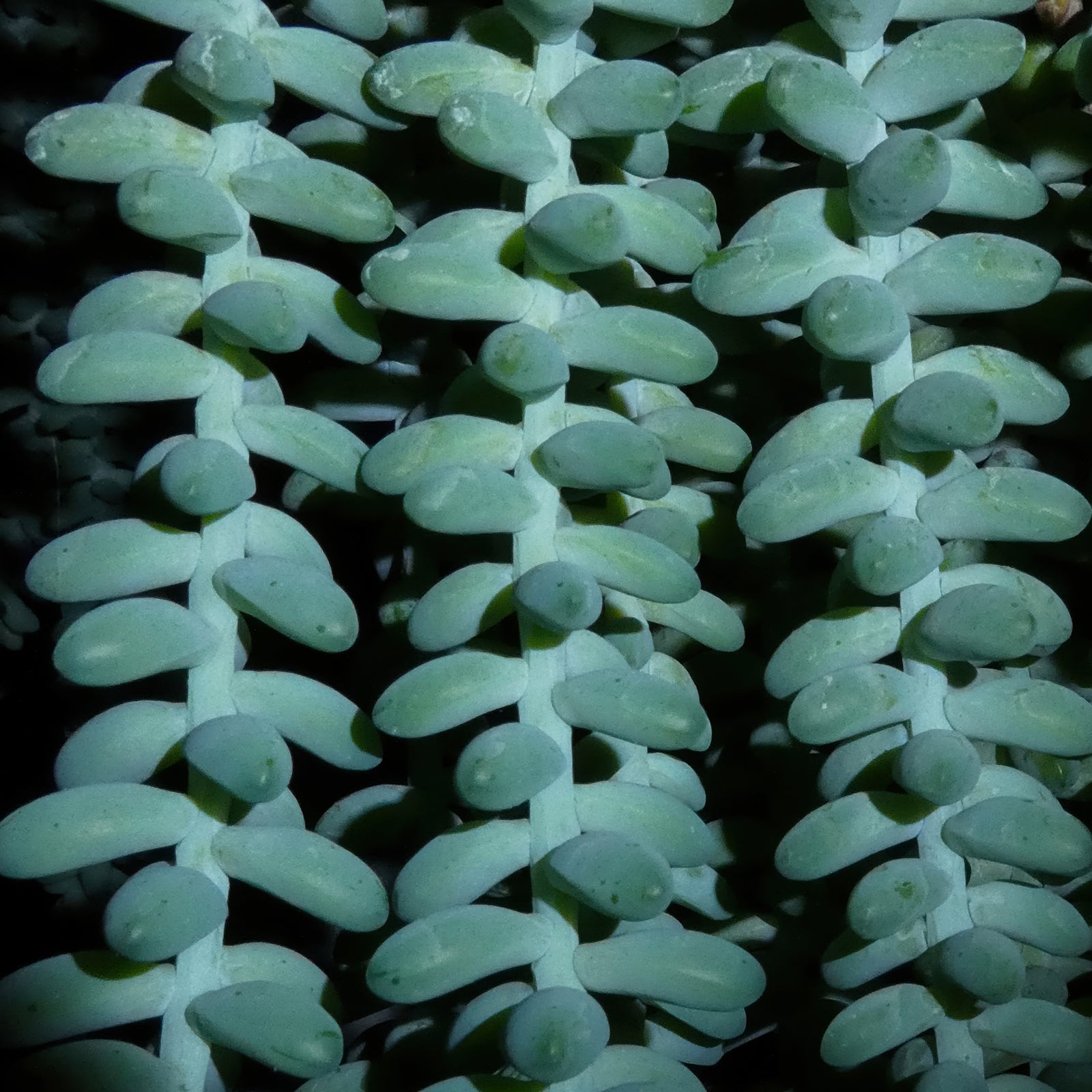 Close-up photograph of repeating blue-green succulent stems against deep shadows in a square botanical art print.