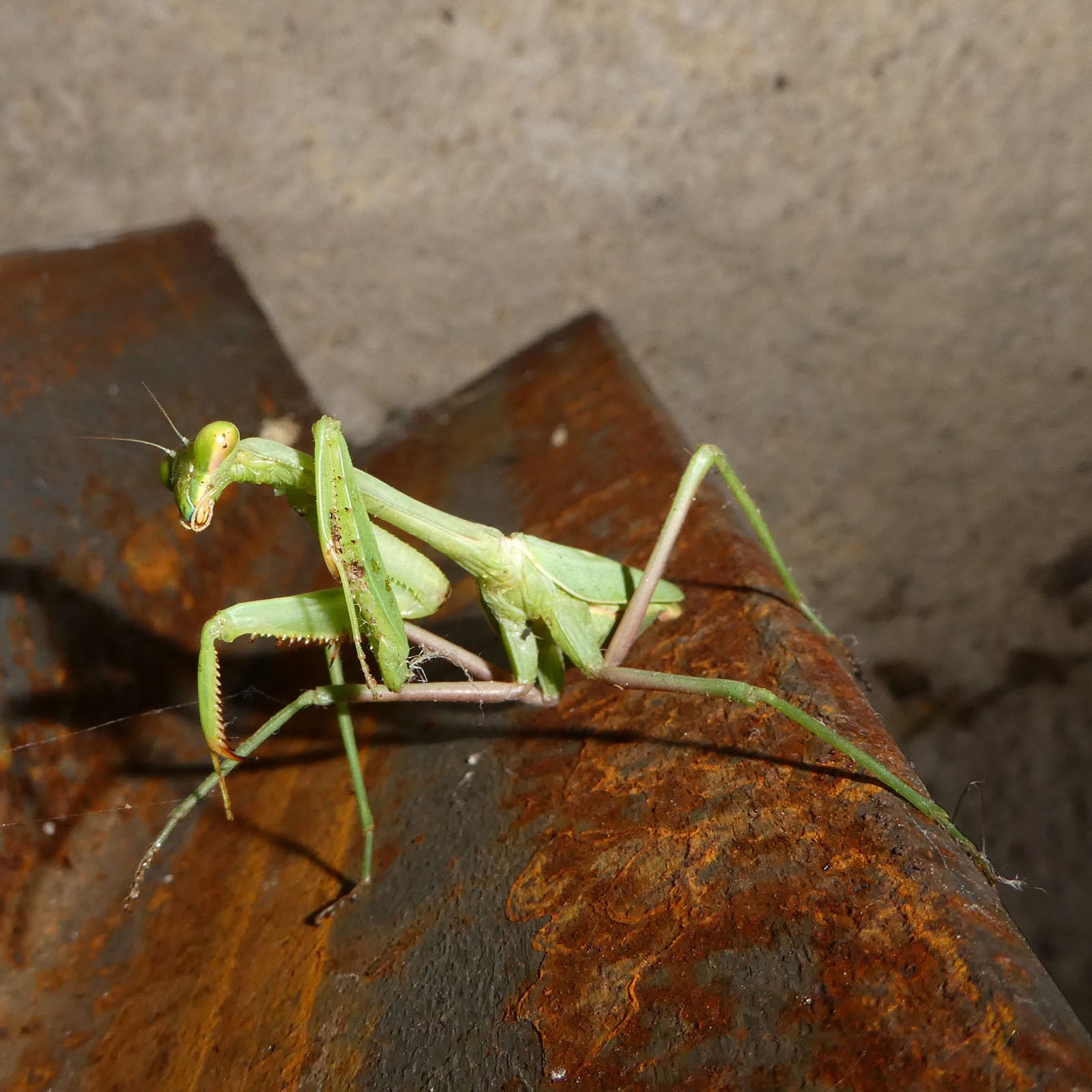 Green Omen