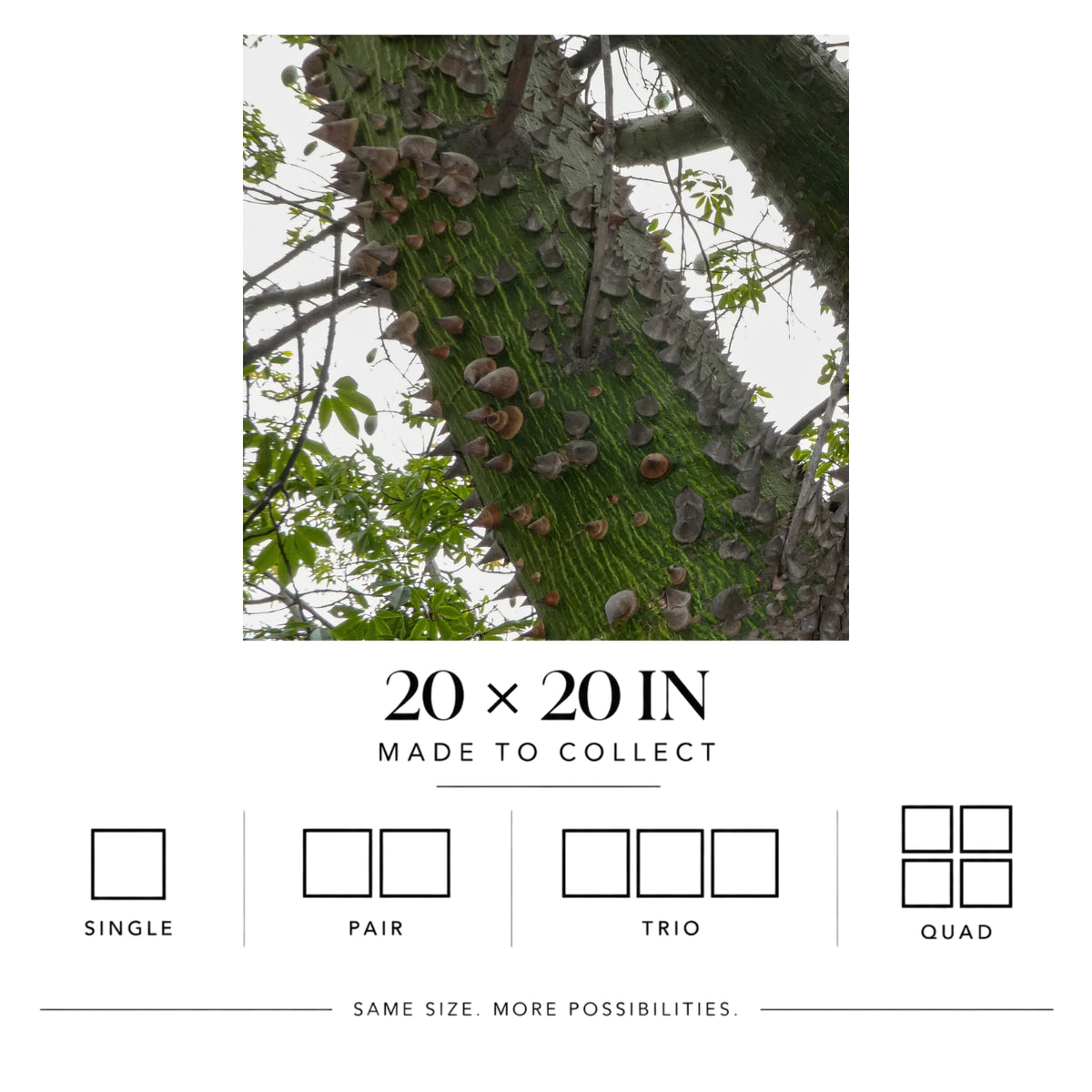 Hug a Tree | Matte Art Print