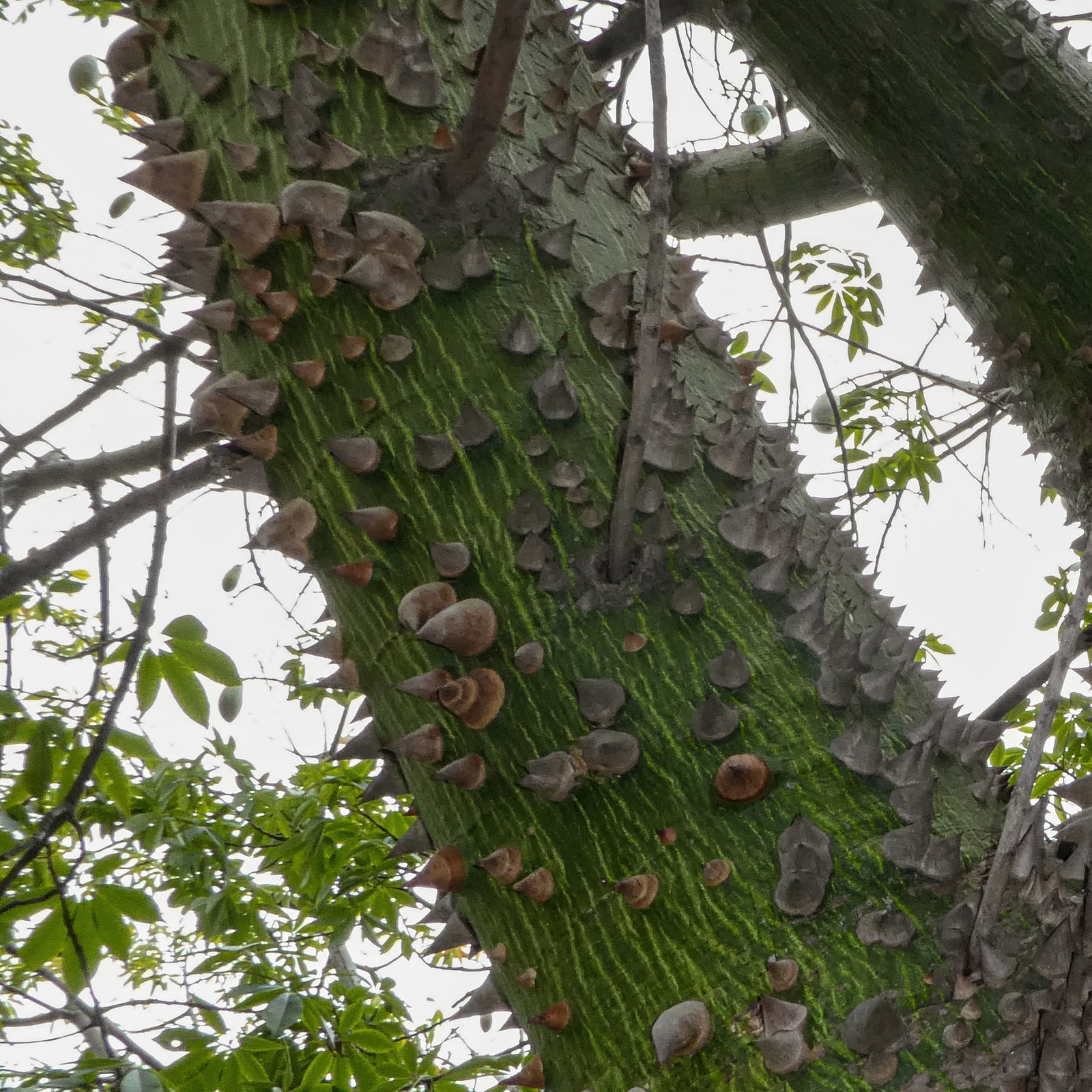 Upward view of a green pochote tree trunk covered in large conical spines, surrounded by branches and foliage.