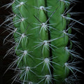 Close-up photograph of a deep green cactus with radiating silver spines and dark shadows in a square botanical art print.