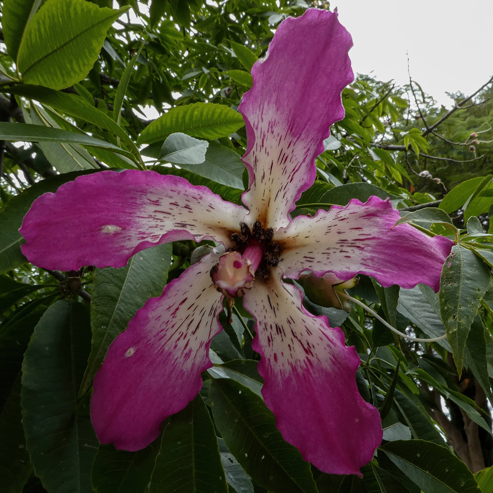 Large pink and cream flower of a pochote tree with speckled petals surrounded by deep green foliage in a square botanical photography art print.
