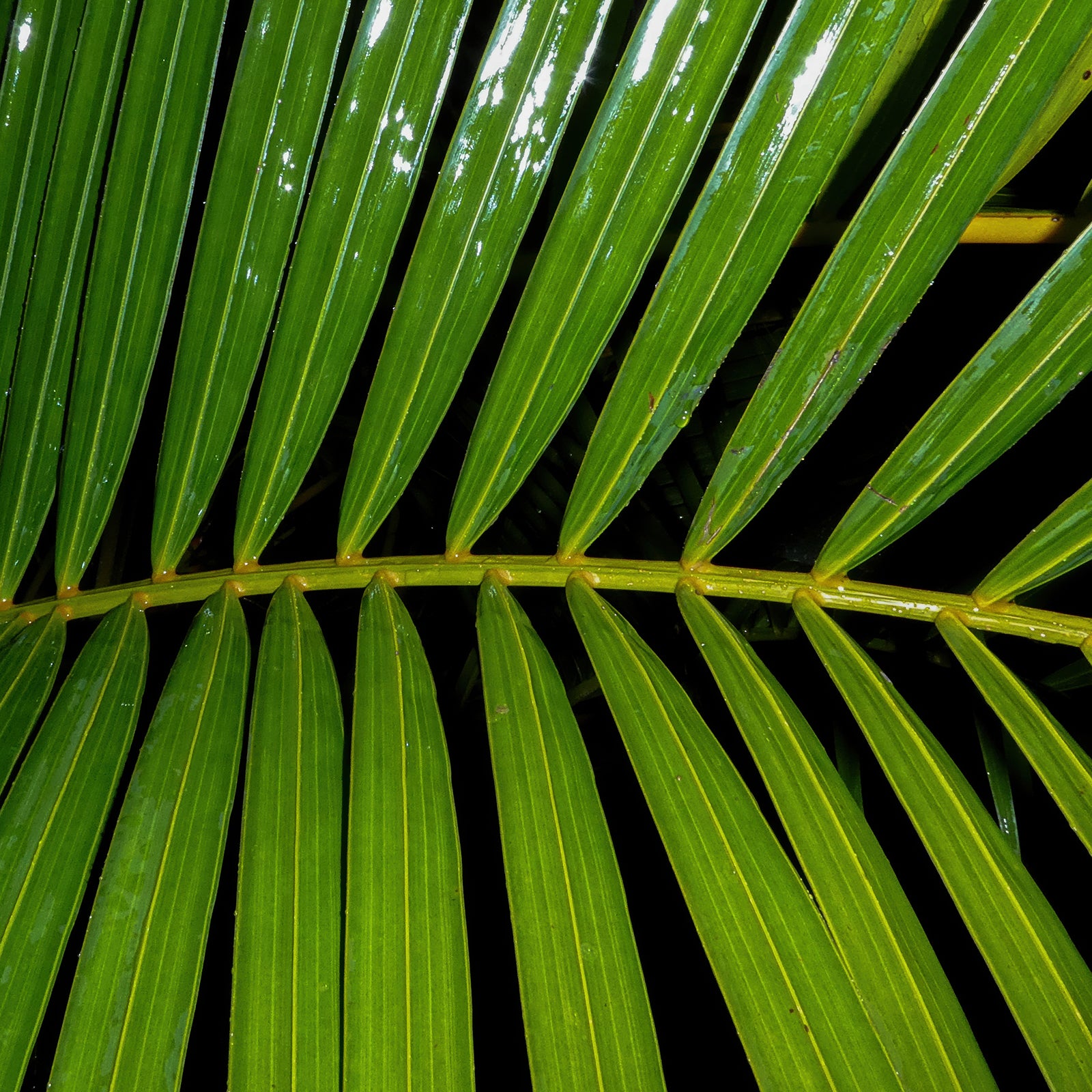 Close-up of a glossy green palm frond with repeating leaves extending from a central stem against a dark background.