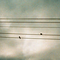 Silent Notes grainy film photograph of two silhouetted birds perched on parallel utility wires against a pale textured sky.