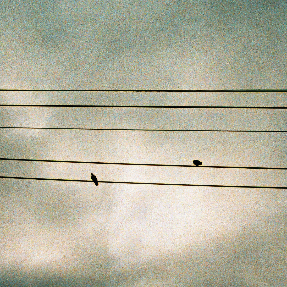 Silent Notes grainy film photograph of two silhouetted birds perched on parallel utility wires against a pale textured sky.