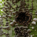 Close-up of a green pochote tree trunk covered in large conical thorns surrounding a dark natural hollow.