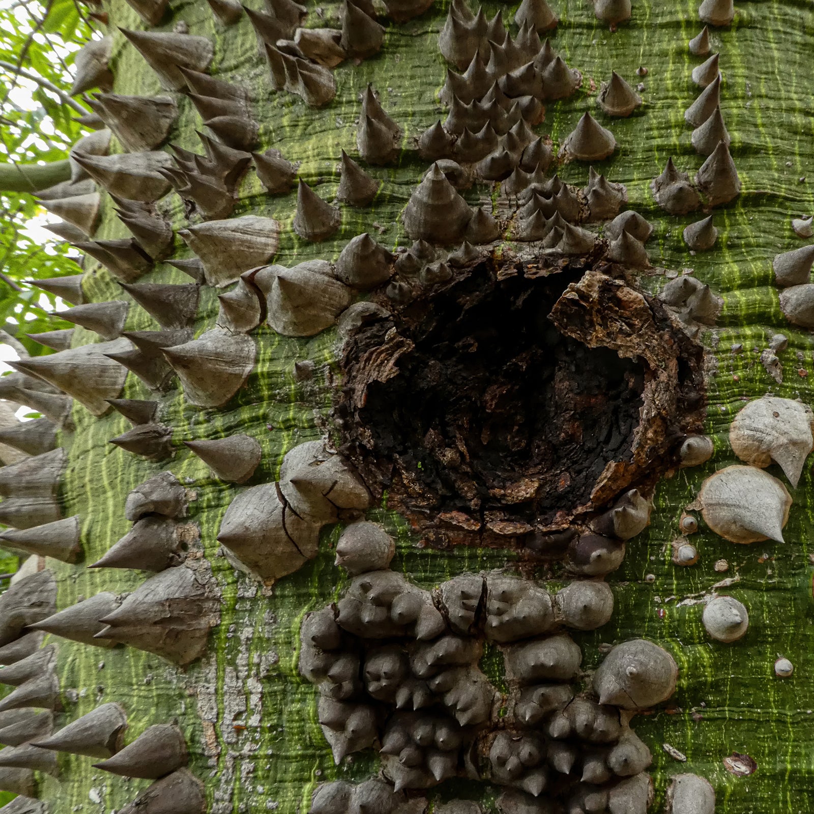 Close-up of a green pochote tree trunk covered in large conical thorns surrounding a dark natural hollow.