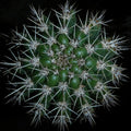 Overhead close-up photograph of a green cactus crown with radiating silver spines against a black background in a square art print.